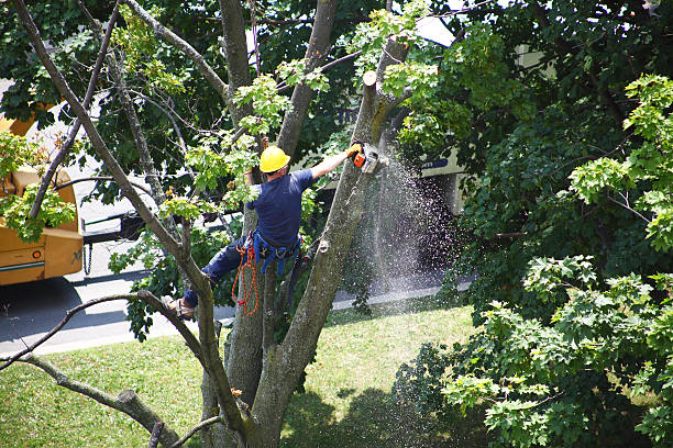 Trusted Altus, OK Tree Services Experts